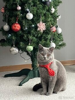 britský kocúr sivomodrý