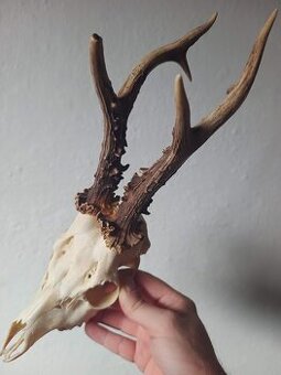 Trofej trofeje parohy parožie zhody,