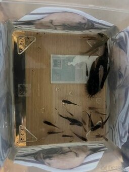 predám gubky a prisavníkov