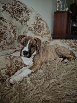 Americký Stafordšírsky Terier  s PP