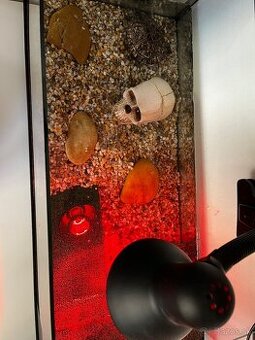 Korytnačka  písmenkova + akvárium