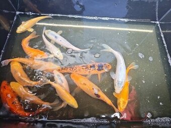 Kapre, koi kapor
