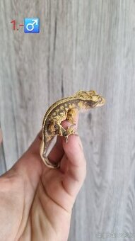Pagekon riasnatý (Correlophus ciliatus)