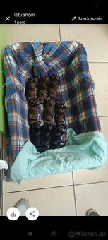 Labrador retriever s PP