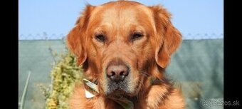 Zlatý retriever na krytie párenie pre krásne šteniatka:)