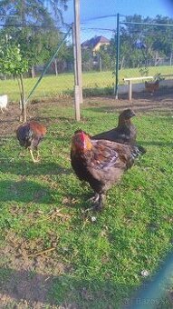 Kohút plemena Marans
