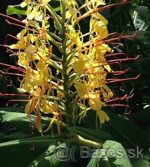 Hedychium gardnerianum - Zázvor Kahili
