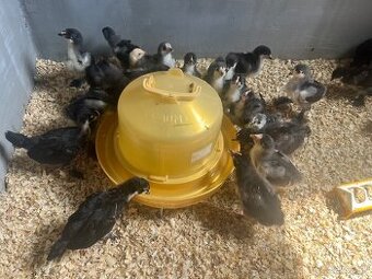 Marans
