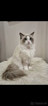 Ragdoll