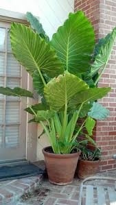Alocasia macrorhizza Slonie ucho