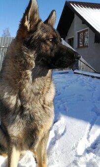 Nemecký ovčiak- šteniatko