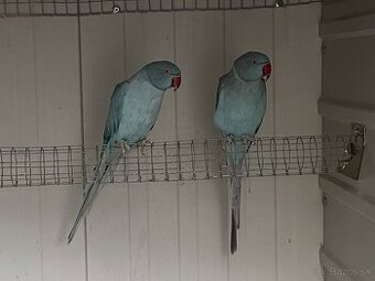 Alexander maly hch opal