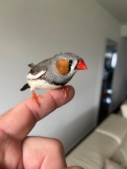 Zebrička austrálska