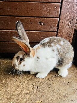 PREDÁM 6 mesačného samca BO a NOS - 1