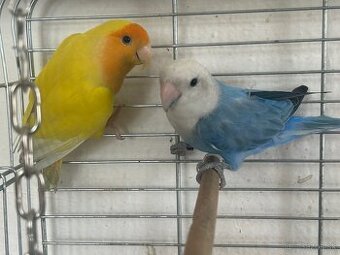 Agapornis zlty - samicka