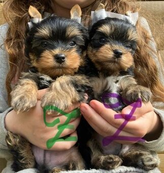 Yorkshire terrier s PP