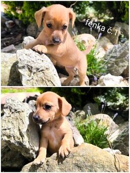 Jack Russell teriér