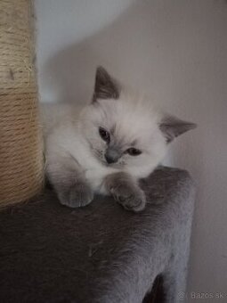 Ragdoll