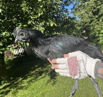 Ayam Cemani