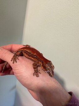 Rhacodactylus auriculatus - 1