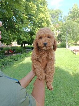 Cavapoo