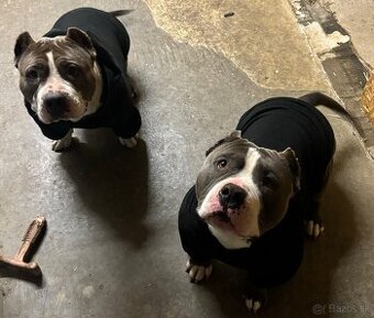 American bully