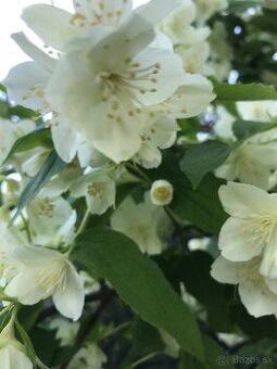 Predám JAZMÍN a PAJAZMÍN