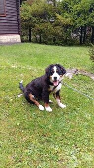 Salašnicky bernardin