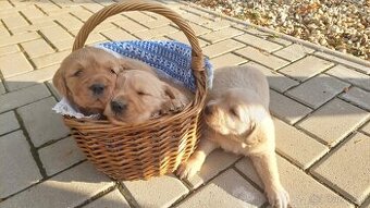 Golden / zlaty retriever