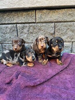 Krátkosrstý jazvečik