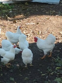 Predam sliepky nosnice