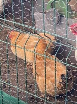 Sliepky 3ks. Darujem. Urgentne. Vykrmene.