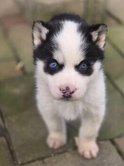 Šteniatka Husky
