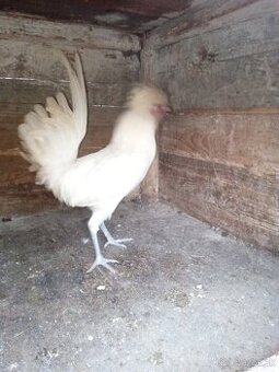 Predám kohúta Paduanka