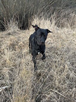 Krytie - americký staffordsirský teriér