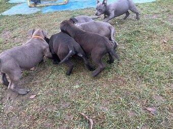 Ameriac bully cena pes 450€ fena 350€