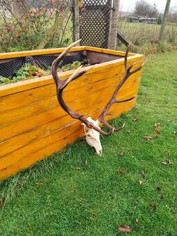 Poľovnícka trofej jeleň