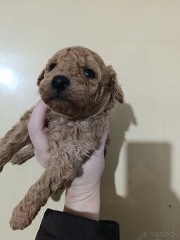 Pudlik pudel toy/trpazlici