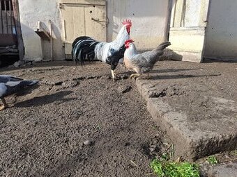 Násadove vajička-Vlaška Strieborná