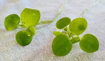 Darujem - Limnobium laevigatum