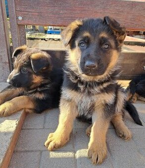 Steniatka nemecky ovciak