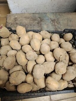 Predám sadbove zemiaky