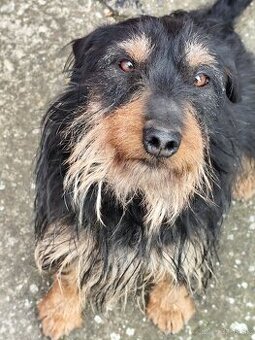 Jagdterrier