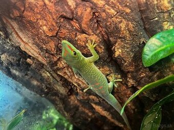 Phelsuma madagaskarska