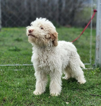 Lagotto Romagnolo steniatko s PP papiermi