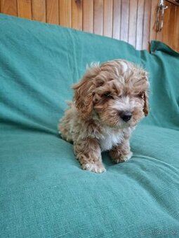 Maltipoo