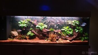 Akvarium + skryna a prislusenstvo