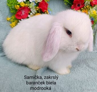 Zakrslý baranček s VP samička biela modrooká
