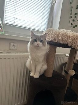 Ragdoll