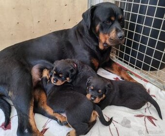 Šteniatka Rottweilera, Rottweiler, Rotvajler,Rottweiler s PP